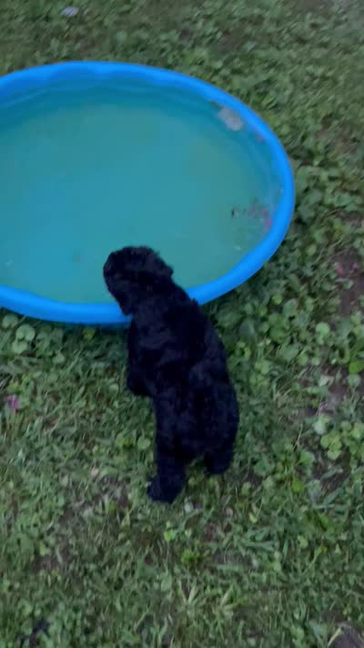 Dale, a male Aussiedoodle for sale in McDonald, TN – 3 of 4