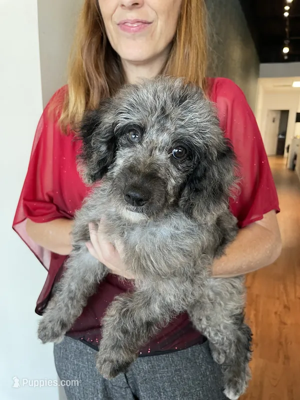 Tinker – Aussiedoodle puppy for sale in McDonald, TN