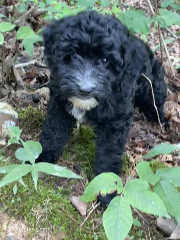 Dale – Aussiedoodle puppy for sale in McDonald, TN