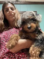 Bell, a female Aussiedoodle for sale in McDonald, TN – 3 of 3