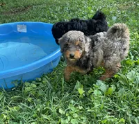 Bell, a female Aussiedoodle for sale in McDonald, TN – 2 of 3