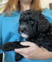 Dale, a male Aussiedoodle for sale in McDonald, TN – 2 of 4