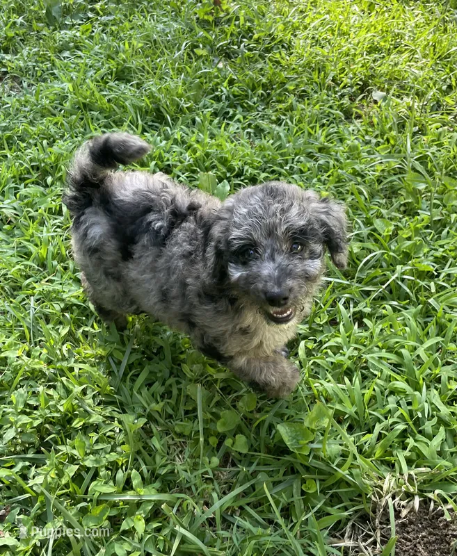 Tinker – Aussiedoodle puppy for sale in McDonald, TN
