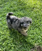 Tinker, a female Aussiedoodle for sale in McDonald, TN – 1 of 4