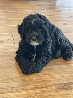 Chip, a male Aussiedoodle for sale in McDonald, TN – 4 of 5