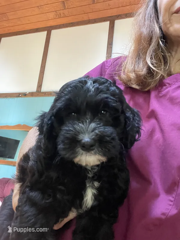 Chip – Aussiedoodle puppy for sale in McDonald, TN