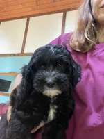 Chip, a male Aussiedoodle for sale in McDonald, TN – 1 of 5