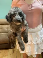 Tinker, a female Aussiedoodle for sale in McDonald, TN – 3 of 4