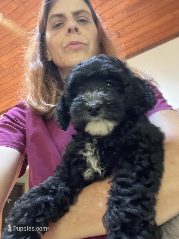 Dale – Aussiedoodle puppy for sale in McDonald, TN