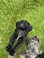 Chip, a male Aussiedoodle for sale in McDonald, TN – 5 of 5