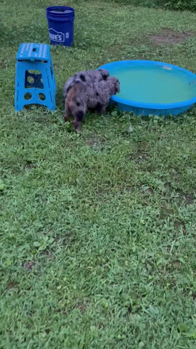 Tinker, a female Aussiedoodle for sale in McDonald, TN – 4 of 4