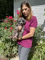 Tinker, a female Aussiedoodle for sale in McDonald, TN – 2 of 4