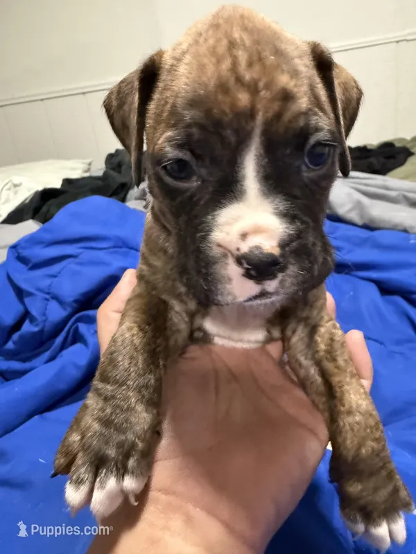 Boy, a male Boxer for sale in Tempe, AZ – Photo 1 of 1