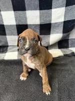 Chip, a male Boxer for sale in Tempe, AZ – Photo 5 of 10