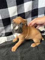 Chip, a male Boxer for sale in Tempe, AZ – Photo 7 of 10