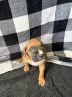 Chip, a male Boxer for sale in Tempe, AZ – Photo 6 of 10