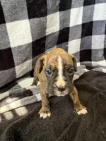 Chip, a male Boxer for sale in Tempe, AZ – Photo 1 of 10