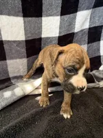 Chip, a male Boxer for sale in Tempe, AZ – Photo 2 of 10