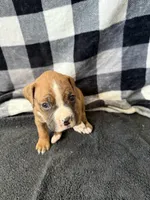 Chip, a male Boxer for sale in Tempe, AZ – Photo 9 of 10