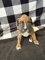 Chip, a male Boxer for sale in Tempe, AZ – Photo 3 of 10