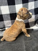 Chip, a male Boxer for sale in Tempe, AZ – Photo 10 of 10