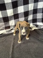 Chip, a male Boxer for sale in Tempe, AZ – Photo 8 of 10