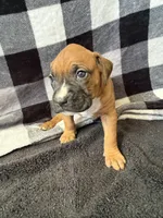 Chip, a male Boxer for sale in Tempe, AZ – Photo 4 of 10