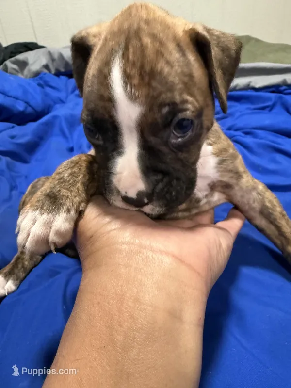 Boy – Boxer puppy for sale in Tempe, AZ