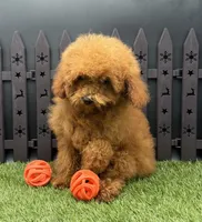 AKC Candy, a female Poodle - Toy  for sale in New Paris, IN – 2 of 7