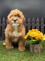 Hattie, a female Cavapoo for sale in New Paris, IN – Photo 3 of 4