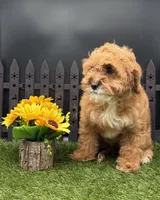 Hattie, a female Cavapoo for sale in New Paris, IN – Photo 2 of 4