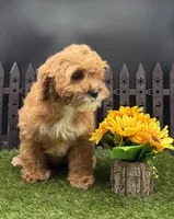 Hattie, a female Cavapoo for sale in New Paris, IN – Photo 4 of 4
