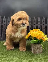 Hattie, a female Cavapoo for sale in New Paris, IN – Photo 1 of 4
