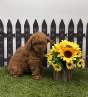 AKC Candy, a female Poodle - Toy  for sale in New Paris, IN – 4 of 4