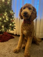 Atlas, a male Goldendoodle for sale in New Paris, IN – 3 of 5