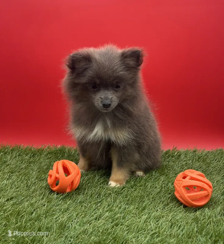 AKC Miley – Pomeranian puppy for sale in New Paris, IN