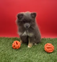 AKC Miley, a female Pomeranian for sale in New Paris, IN – 1 of 7