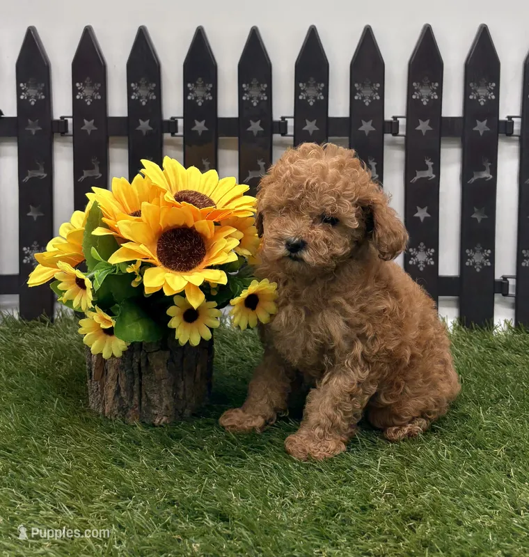 AKC Reba – Poodle - Toy  puppy for sale in New Paris, IN