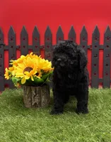 AKC Samantha, a female Poodle - Toy  for sale in New Paris, IN – 1 of 4