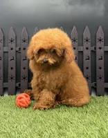 AKC Candy, a female Poodle - Toy  for sale in New Paris, IN – 4 of 7