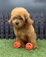 AKC Arie, a female Poodle - Toy  for sale in New Paris, IN – 3 of 7