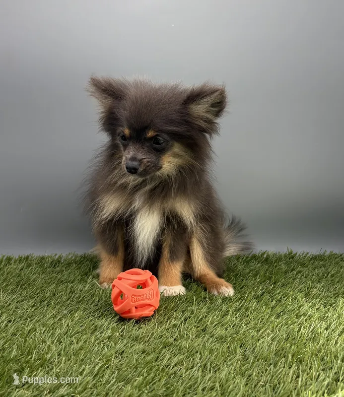 Vicky – Pomeranian puppy for sale in New Paris, IN