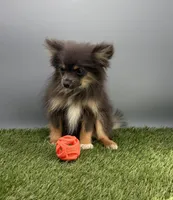 Vicky, a female Pomeranian for sale in New Paris, IN – 1 of 3