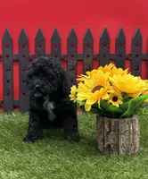 AKC Star, a female Poodle - Toy  for sale in New Paris, IN – 3 of 4