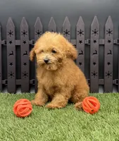 AKC Reba, a female Poodle - Toy  for sale in New Paris, IN – 3 of 6