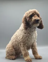AKC, a female Poodle - Toy  for sale in New Paris, IN – 1 of 1