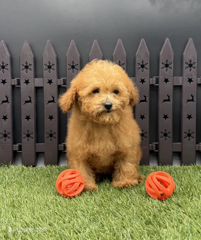 AKC Reba – Poodle - Toy  puppy for sale in New Paris, IN