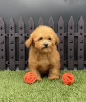 AKC Reba, a female Poodle - Toy  for sale in New Paris, IN – 1 of 6