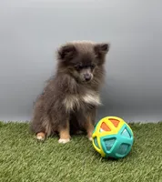 AKC Miley, a female Pomeranian for sale in New Paris, IN – 6 of 7