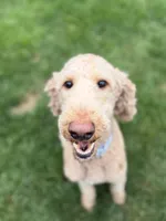 Atlas, a male Goldendoodle for sale in New Paris, IN – 2 of 5